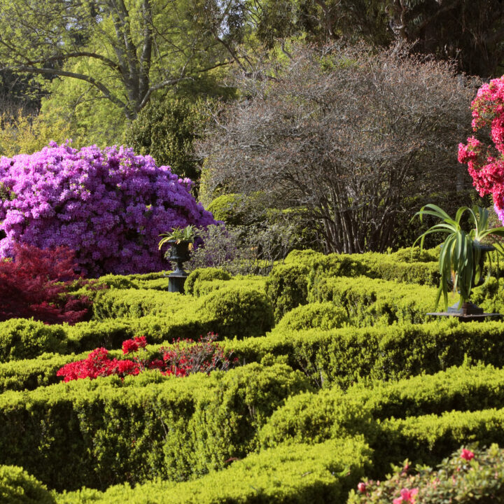 Ruta de las Camelias Galicia Garden Tour